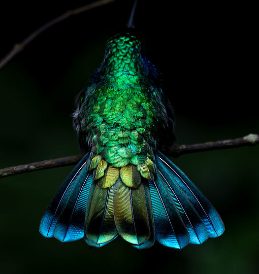 Im Urwald von Costa Rica